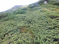 11.08.2012 15:03:35
Munții Călimani
Rumänien 2012
Rumänien-Fotos