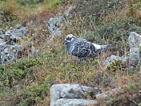 11.08.2012 15:39:55
Munții Călimani
Rumänien 2012
Rumänien-Fotos