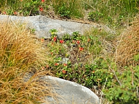 11.08.2012 17:25:05
Munții Călimani
Rumänien 2012
Rumänien-Fotos