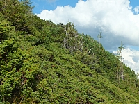 11.08.2012 17:26:41
Munții Călimani
Rumänien 2012
Rumänien-Fotos