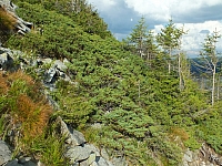 11.08.2012 17:28:47
Munții Călimani
Rumänien 2012
Rumänien-Fotos