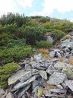 11.08.2012 17:30:11
Munții Călimani
Rumänien 2012
Rumänien-Fotos