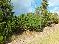 11.08.2012 17:58:16
Munții Călimani
Rumänien 2012
Rumänien-Fotos