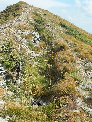 &copy; <a href='http://rtol.de' title='Dynamische Webseiten mit (X)HTML, PHP, MySQL und CSS für Ihren Internet-Auftritt' target='_blank'>Thiel-IT</a>
11.08.2012 16:55:23
Munții Călimani
Rumänien 2012
Rumänien-Fotos