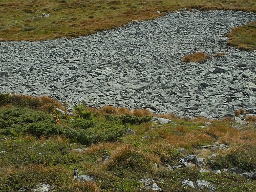 &copy; <a href='http://rtol.de' title='Dynamische Webseiten mit (X)HTML, PHP, MySQL und CSS für Ihren Internet-Auftritt' target='_blank'>Thiel-IT</a>
11.08.2012 16:57:55
Munții Călimani
Rumänien 2012
Rumänien-Fotos