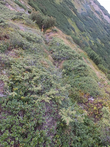 &copy; <a href='http://rtol.de' title='Dynamische Webseiten mit (X)HTML, PHP, MySQL und CSS für Ihren Internet-Auftritt' target='_blank'>Thiel-IT</a>
11.08.2012 17:23:12
Munții Călimani
Rumänien 2012
Rumänien-Fotos