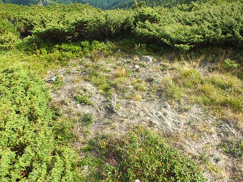 &copy; <a href='http://rtol.de' title='Dynamische Webseiten mit (X)HTML, PHP, MySQL und CSS für Ihren Internet-Auftritt' target='_blank'>Thiel-IT</a>
11.08.2012 17:24:23
Munții Călimani
Rumänien 2012
Rumänien-Fotos