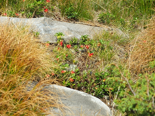 &copy; <a href='http://rtol.de' title='Dynamische Webseiten mit (X)HTML, PHP, MySQL und CSS für Ihren Internet-Auftritt' target='_blank'>Thiel-IT</a>
11.08.2012 17:25:05
Munții Călimani
Rumänien 2012
Rumänien-Fotos