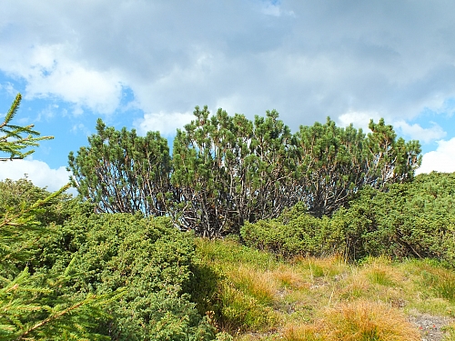 &copy; <a href='http://rtol.de' title='Dynamische Webseiten mit (X)HTML, PHP, MySQL und CSS für Ihren Internet-Auftritt' target='_blank'>Thiel-IT</a>
11.08.2012 17:25:22
Munții Călimani
Rumänien 2012
Rumänien-Fotos