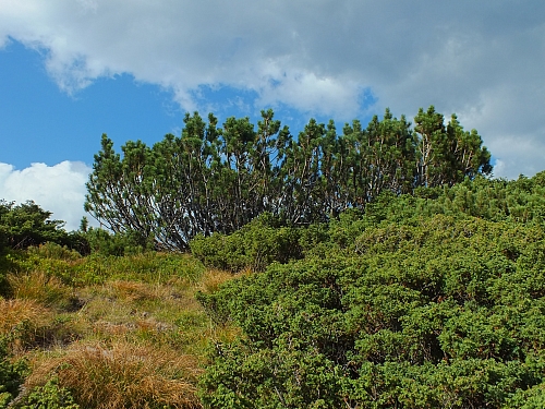 &copy; <a href='http://rtol.de' title='Dynamische Webseiten mit (X)HTML, PHP, MySQL und CSS für Ihren Internet-Auftritt' target='_blank'>Thiel-IT</a>
11.08.2012 17:25:36
Munții Călimani
Rumänien 2012
Rumänien-Fotos