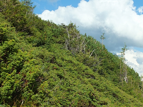 &copy; <a href='http://rtol.de' title='Dynamische Webseiten mit (X)HTML, PHP, MySQL und CSS für Ihren Internet-Auftritt' target='_blank'>Thiel-IT</a>
11.08.2012 17:26:41
Munții Călimani
Rumänien 2012
Rumänien-Fotos