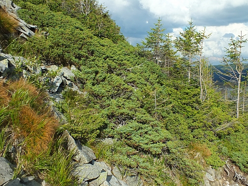 &copy; <a href='http://rtol.de' title='Dynamische Webseiten mit (X)HTML, PHP, MySQL und CSS für Ihren Internet-Auftritt' target='_blank'>Thiel-IT</a>
11.08.2012 17:28:47
Munții Călimani
Rumänien 2012
Rumänien-Fotos