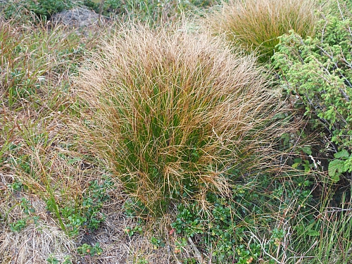 &copy; <a href='http://rtol.de' title='Dynamische Webseiten mit (X)HTML, PHP, MySQL und CSS für Ihren Internet-Auftritt' target='_blank'>Thiel-IT</a>
11.08.2012 17:30:54
Munții Călimani
Rumänien 2012
Rumänien-Fotos