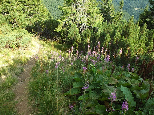 &copy; <a href='http://rtol.de' title='Dynamische Webseiten mit (X)HTML, PHP, MySQL und CSS für Ihren Internet-Auftritt' target='_blank'>Thiel-IT</a>
11.08.2012 17:45:04
Munții Călimani
Rumänien 2012
Rumänien-Fotos