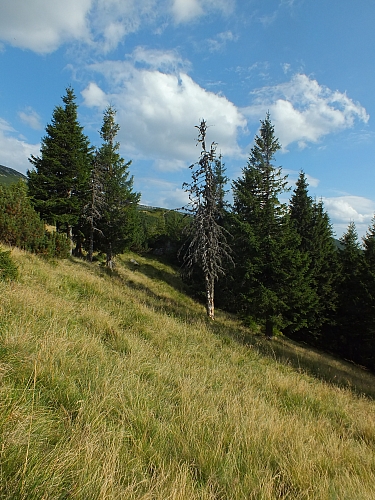 &copy; <a href='http://rtol.de' title='Dynamische Webseiten mit (X)HTML, PHP, MySQL und CSS für Ihren Internet-Auftritt' target='_blank'>Thiel-IT</a>
11.08.2012 17:58:04
Munții Călimani
Rumänien 2012
Rumänien-Fotos