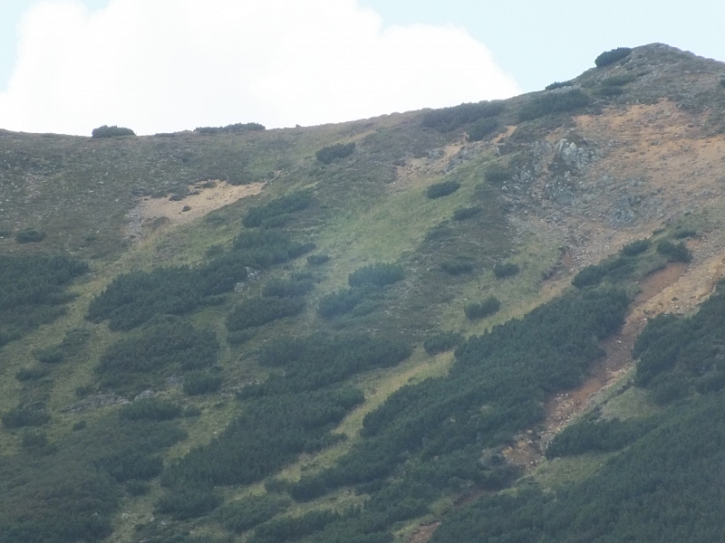 &copy; <a href='http://rtol.de' title='Dynamische Webseiten mit (X)HTML, PHP, MySQL und CSS für Ihren Internet-Auftritt' target='_blank'>Thiel-IT</a>
11.08.2012 13:30:12
Munții Călimani
Rumänien 2012
Rumänien-Fotos