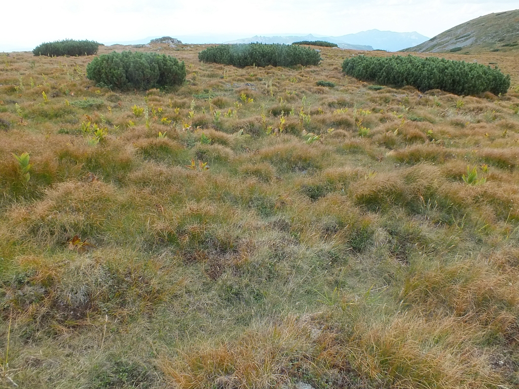 &copy; <a href='http://rtol.de' title='Dynamische Webseiten mit (X)HTML, PHP, MySQL und CSS für Ihren Internet-Auftritt' target='_blank'>Thiel-IT</a>
11.08.2012 15:45:21
Munții Călimani
Rumänien 2012
Rumänien-Fotos