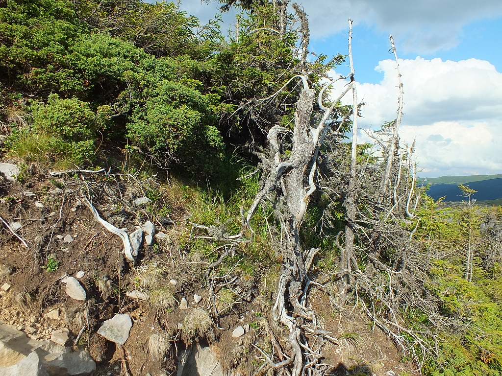 &copy; <a href='http://rtol.de' title='Dynamische Webseiten mit (X)HTML, PHP, MySQL und CSS für Ihren Internet-Auftritt' target='_blank'>Thiel-IT</a>
11.08.2012 17:29:13
Munții Călimani
Rumänien 2012
Rumänien-Fotos