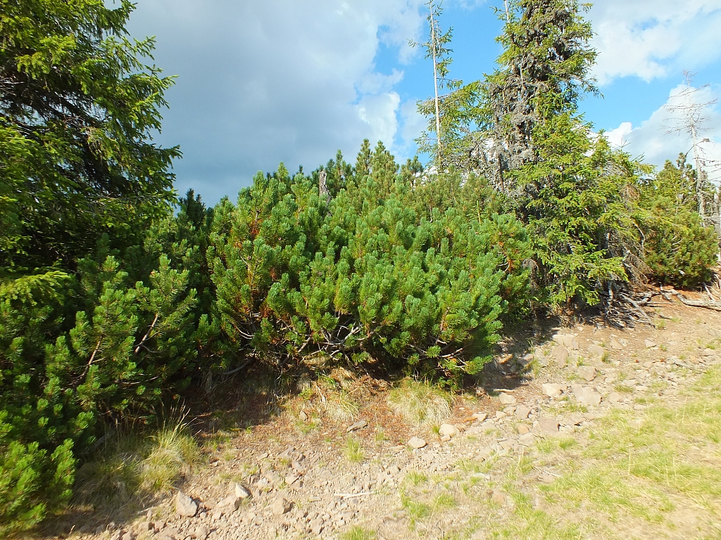 &copy; <a href='http://rtol.de' title='Dynamische Webseiten mit (X)HTML, PHP, MySQL und CSS für Ihren Internet-Auftritt' target='_blank'>Thiel-IT</a>
11.08.2012 17:58:16
Munții Călimani
Rumänien 2012
Rumänien-Fotos