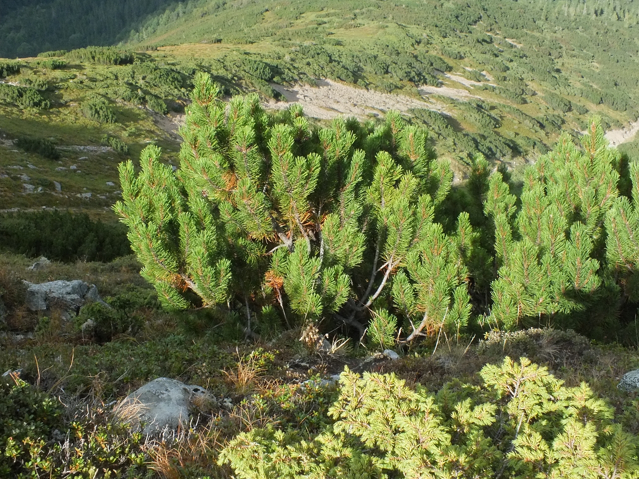 &copy; <a href='http://rtol.de' title='Dynamische Webseiten mit (X)HTML, PHP, MySQL und CSS für Ihren Internet-Auftritt' target='_blank'>Thiel-IT</a>
11.08.2012 16:57:47
Munții Călimani
Rumänien 2012
Rumänien-Fotos