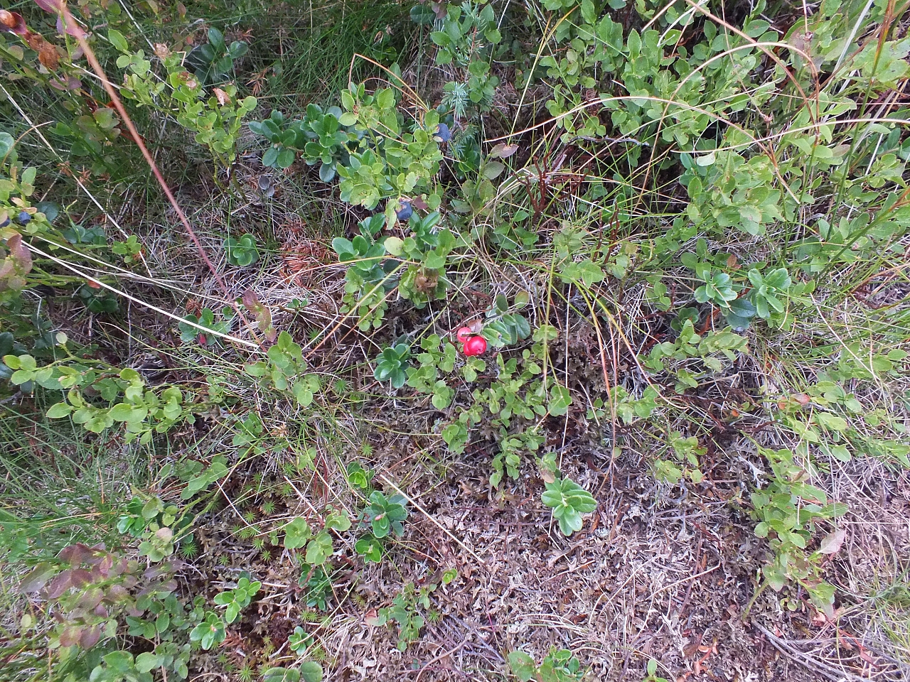 &copy; <a href='http://rtol.de' title='Dynamische Webseiten mit (X)HTML, PHP, MySQL und CSS für Ihren Internet-Auftritt' target='_blank'>Thiel-IT</a>
11.08.2012 17:23:46
Munții Călimani
Rumänien 2012
Rumänien-Fotos