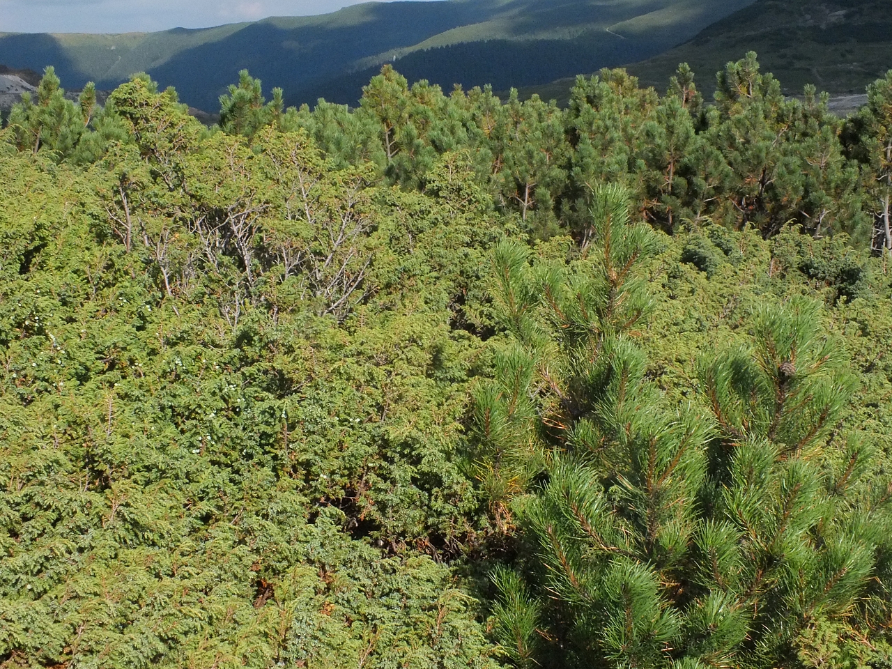 &copy; <a href='http://rtol.de' title='Dynamische Webseiten mit (X)HTML, PHP, MySQL und CSS für Ihren Internet-Auftritt' target='_blank'>Thiel-IT</a>
11.08.2012 17:34:43
Munții Călimani
Rumänien 2012
Rumänien-Fotos